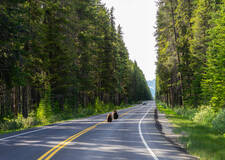 Banff National Park