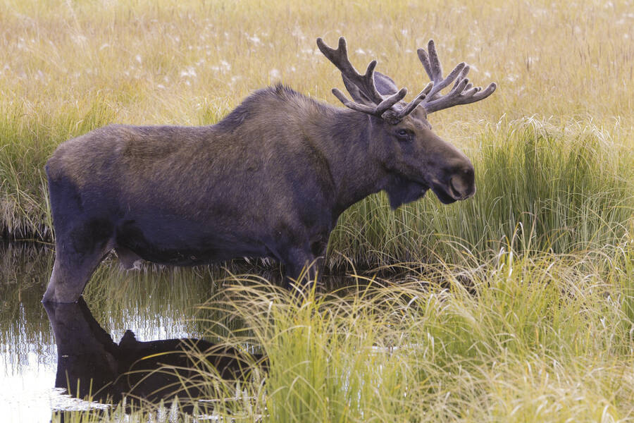 Whitehorse, Wildlife Preserve. Credit: Government of Yukon Whitehorse